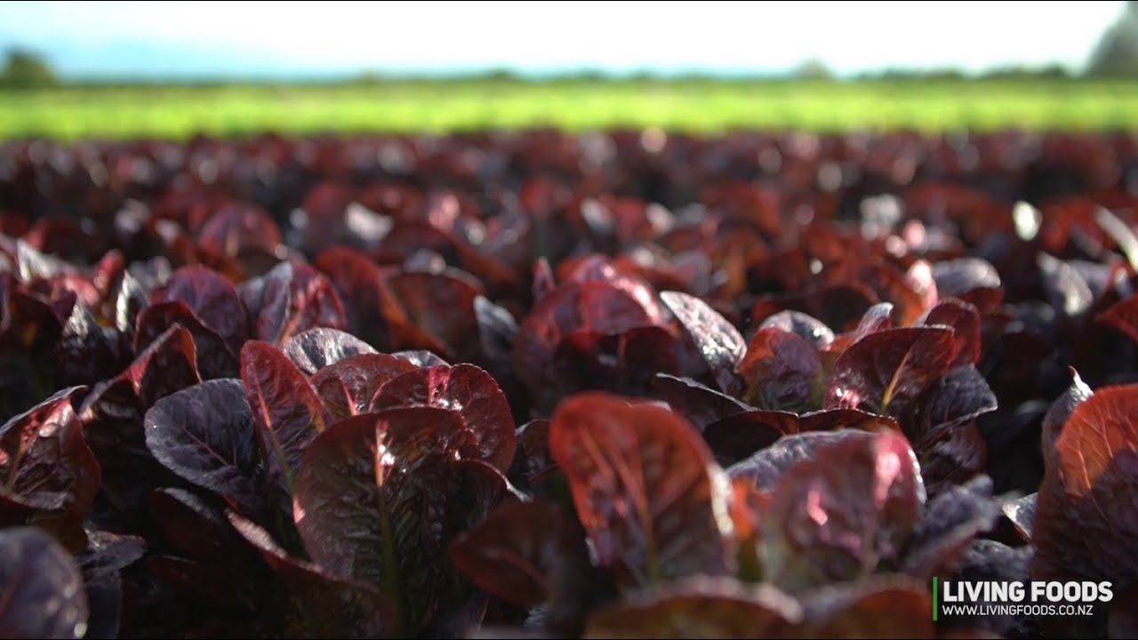 Living Foods Salad Factory - New Zealand