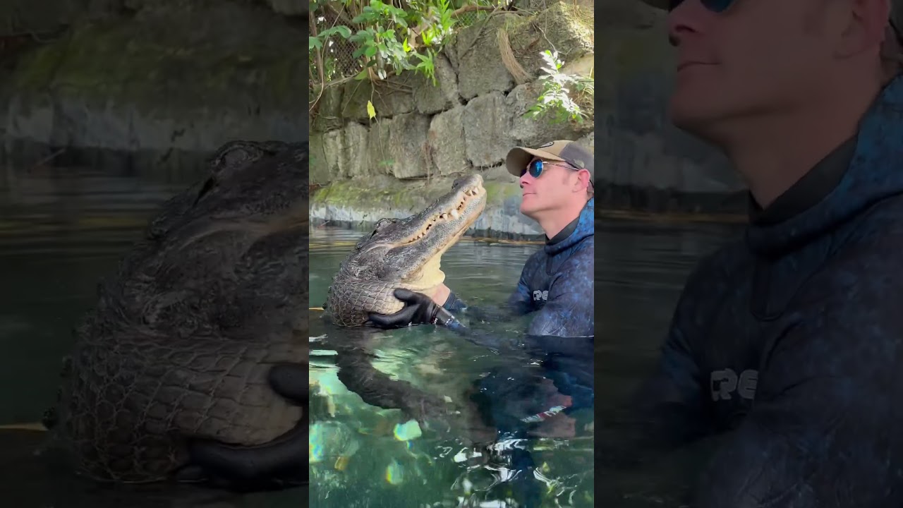 &ldquo;Drop it&rdquo; doesn&rsquo;t work on gators #gator