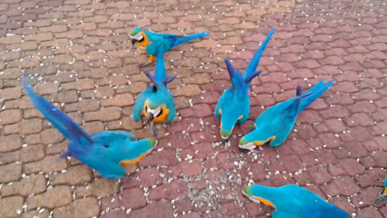 Araras reunidas. aqui tambem é um paraíso.
