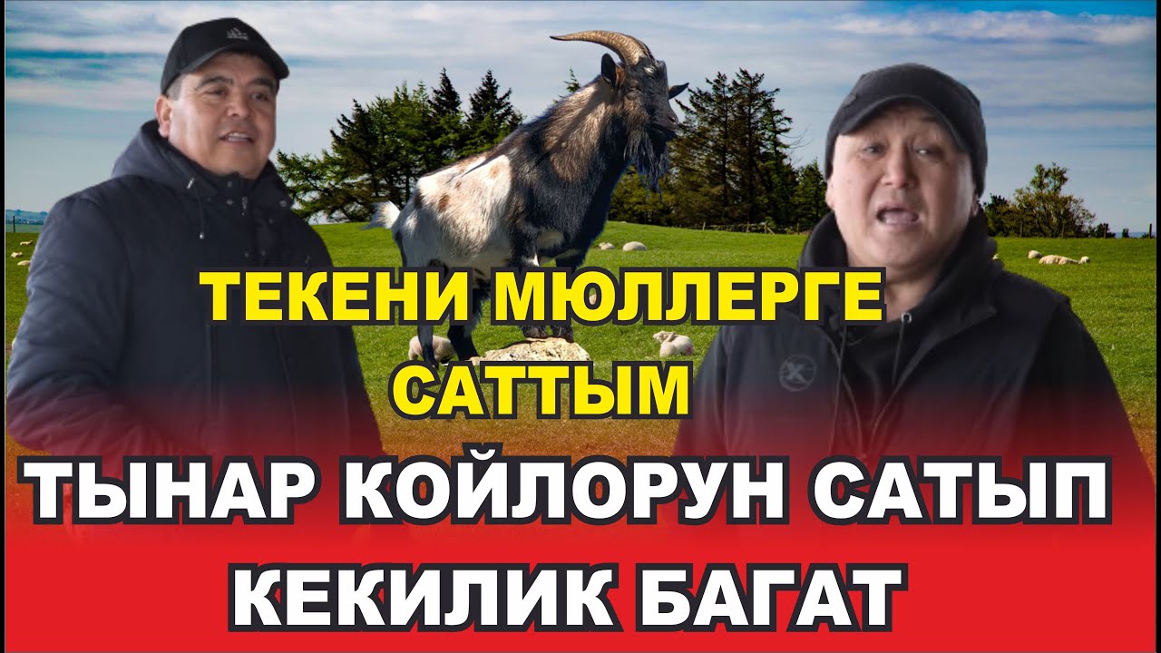 ТЫНАР БОРОНЧУ ТАМАШАНЫ ЖАРЫПТЫР. БУТУ ТУШАЛГАН КОЙ КИМ ЭКЕН ЭЭ))