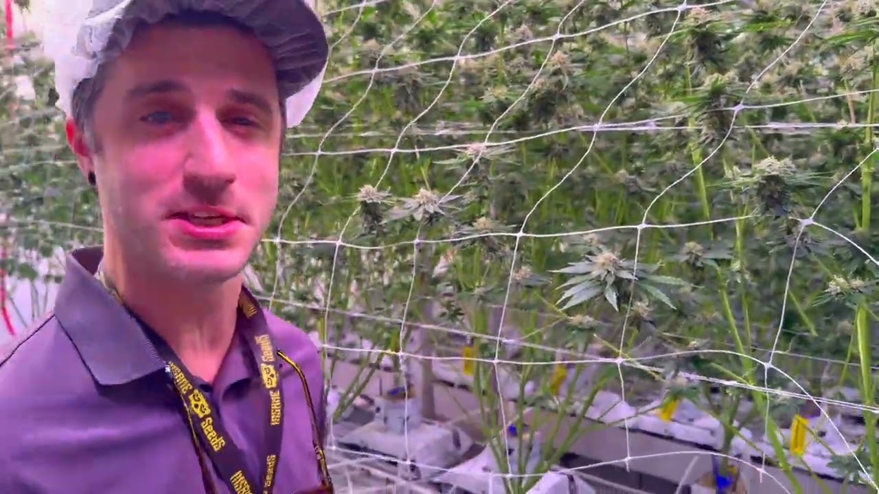 Ben talks about Rainbow Belts