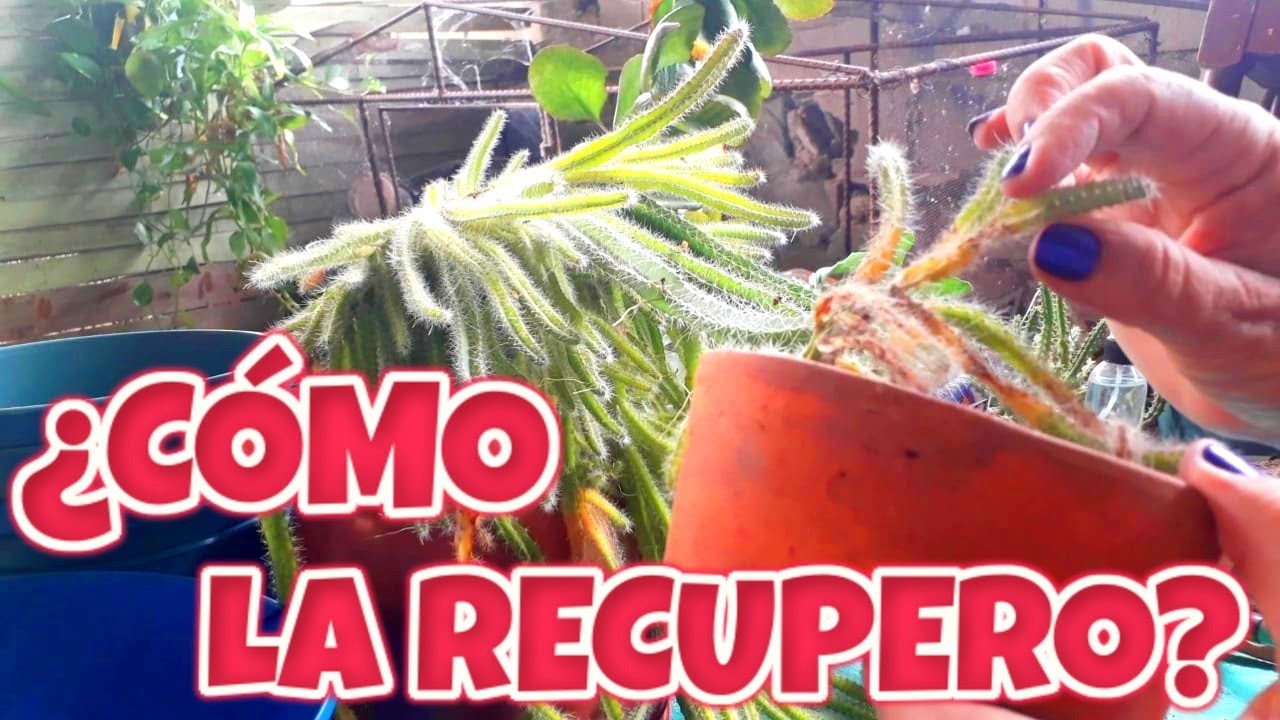 Como RECUPERAR un cactus DESHIDRATADO //Recuperando mi Jardín DÍA 1