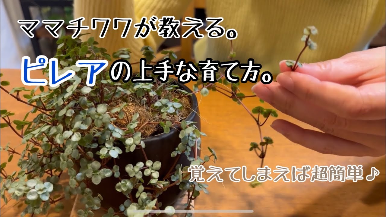 ピレアの上手な育て方教えます。