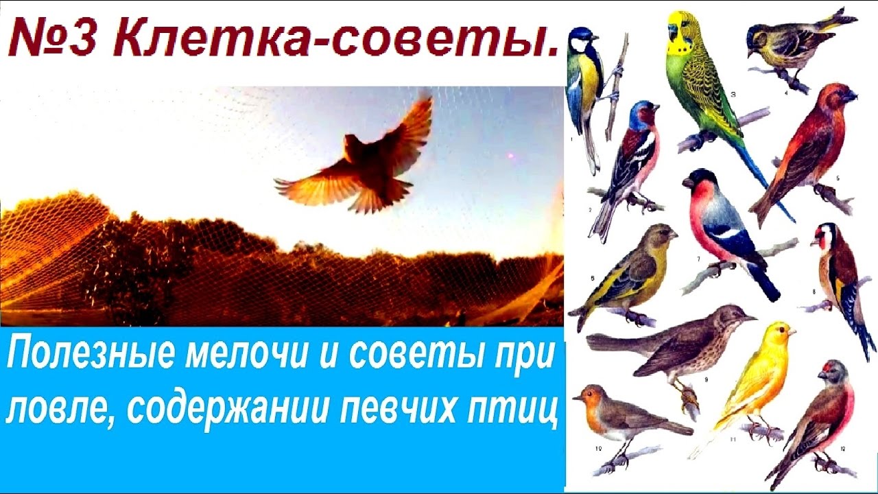 Полезные мелочи и советы при ловле, содержании певчих птиц №3 Клетка-советы.