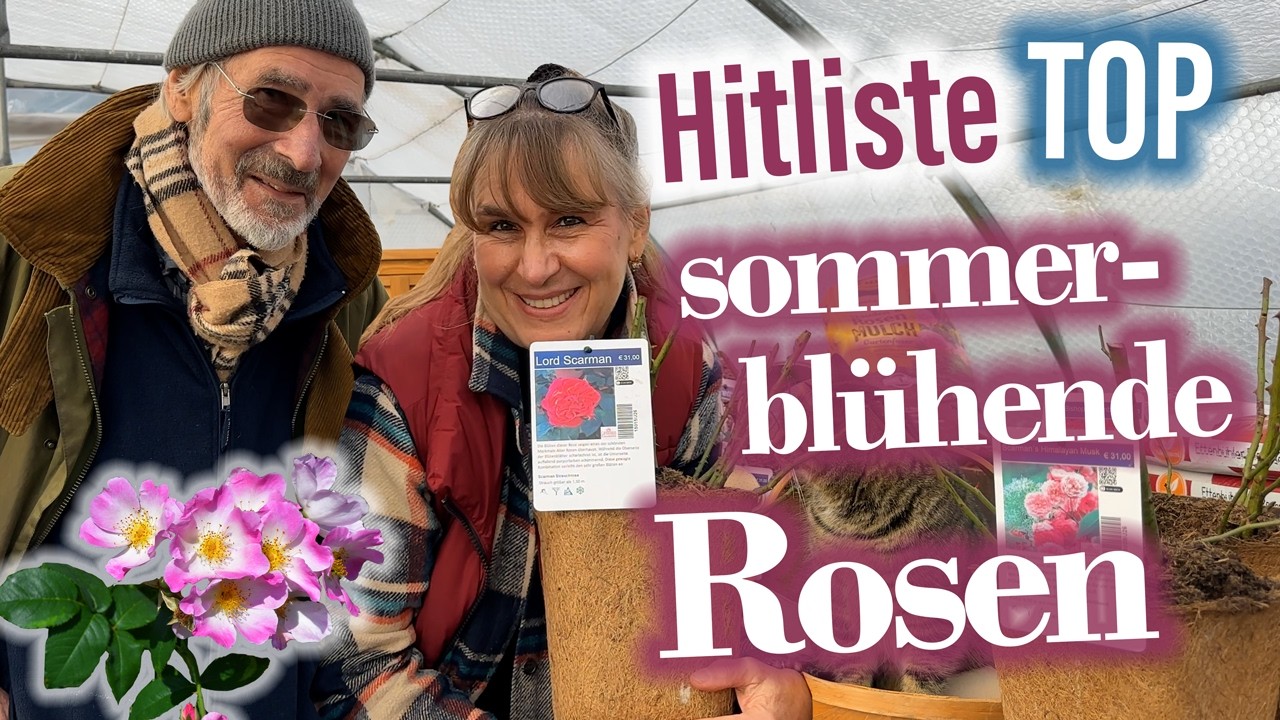 Die TOP 10 Strauchrosen & TOP 5 Rambler 🌹das sind die ROSEN FAVORITEN 💞