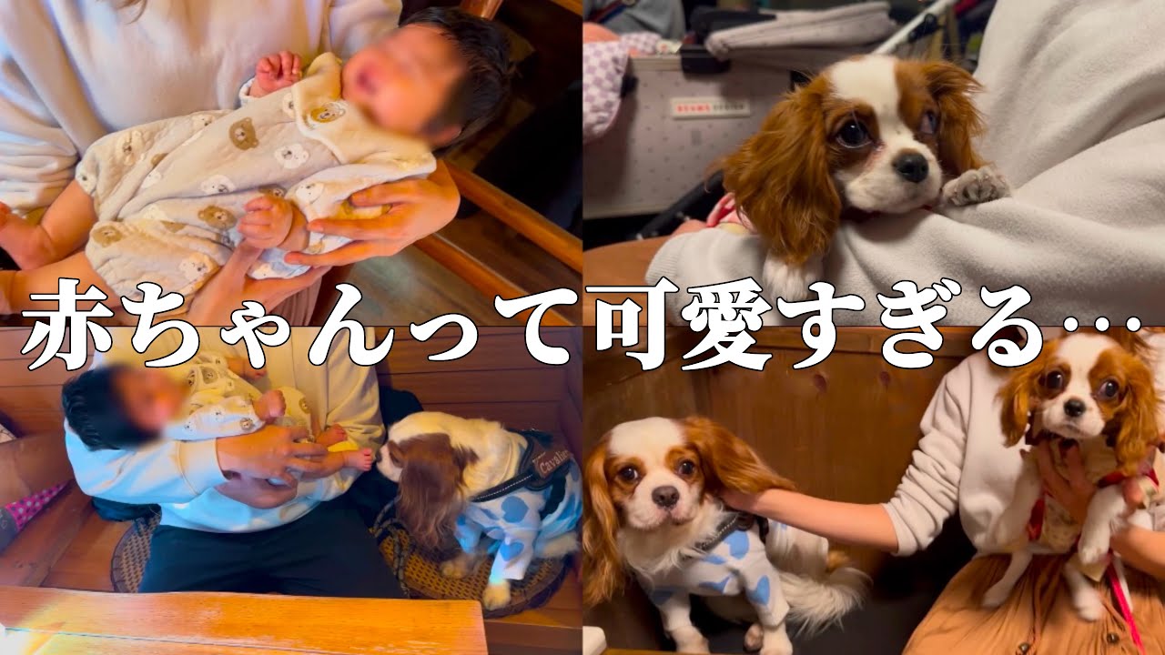 人見知り犬見知りのキャバリア犬が赤ちゃん&子犬と初対面‼︎果たして反応は…⁉︎