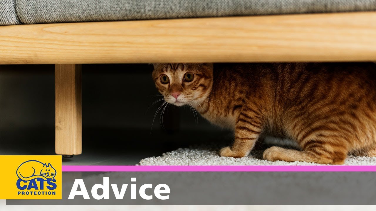 Shy cats | How to help a scared cat