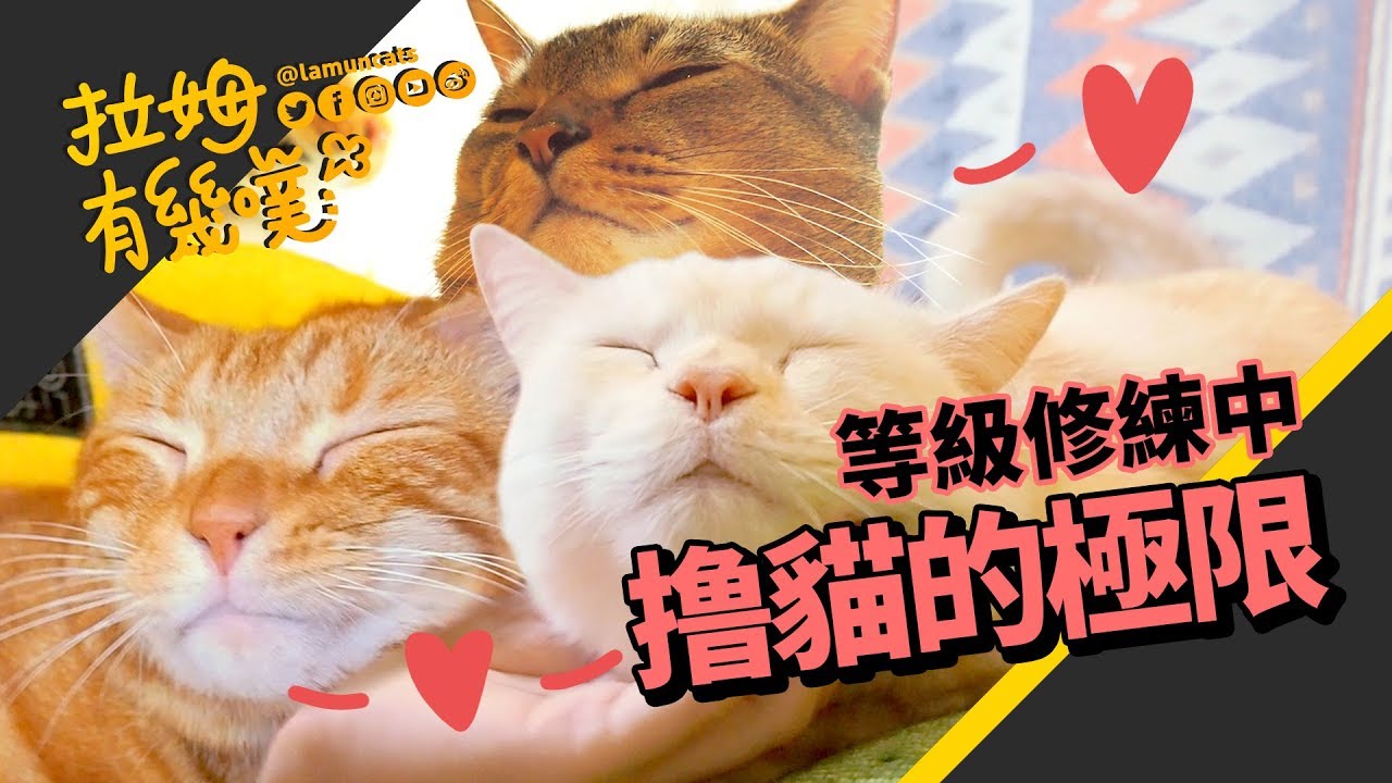 奴性堅強的撸貓制霸！被咬也要摸｜拉姆有幾噗 ♧