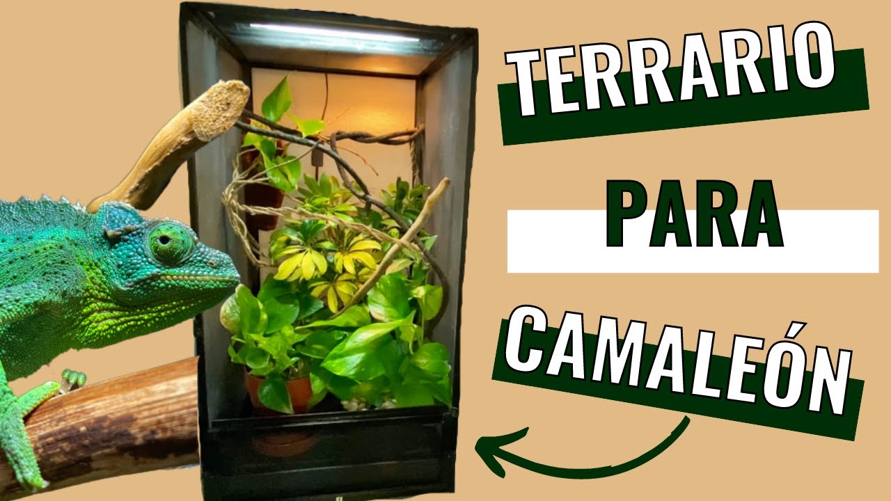 Como hacer un terrario para camaleón