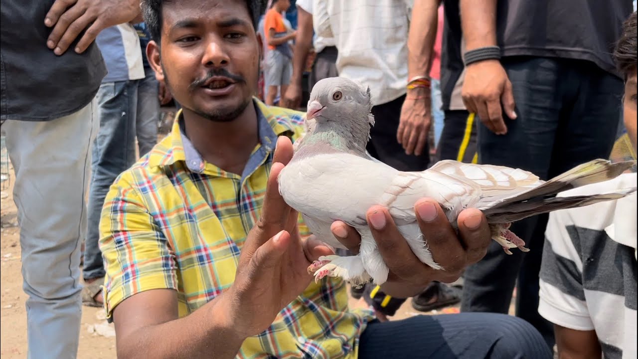 Jama masjid kabootar market delhi 16/07/2023 kabutar market Delhi white pigeons