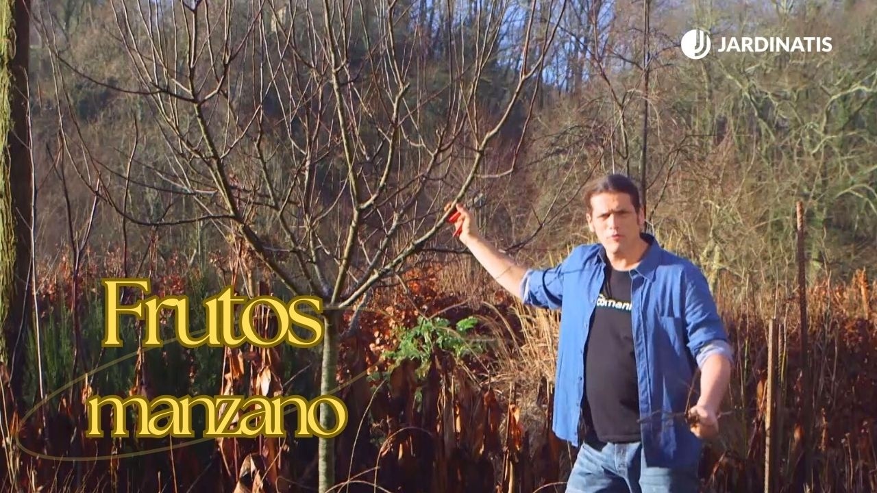 La clave del Invierno para conseguir frutos en el manzano // Jardinatis