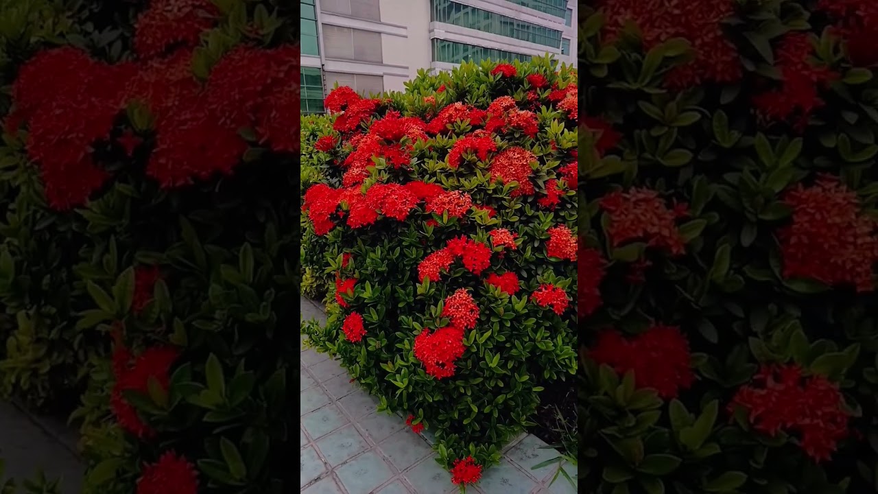 Best low maintenance Hedge Plant 