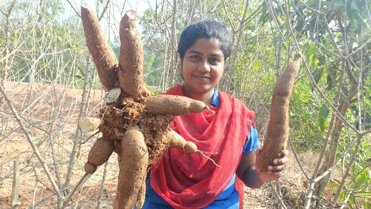 കപ്പ കൊണ്ട് കപ്പ പത്തൽ ഉണ്ടാക്കി 👌