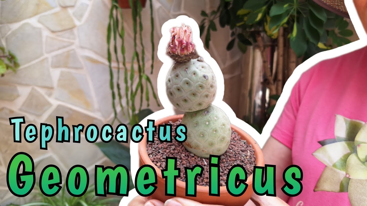 TEPHROCACTUS GEOMETRICUS🌵| #cactumania_spain
