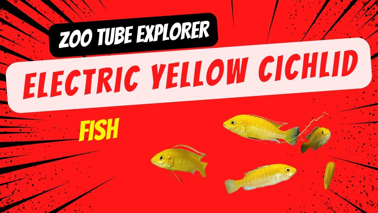 Electric Yellow Cichlid Fish