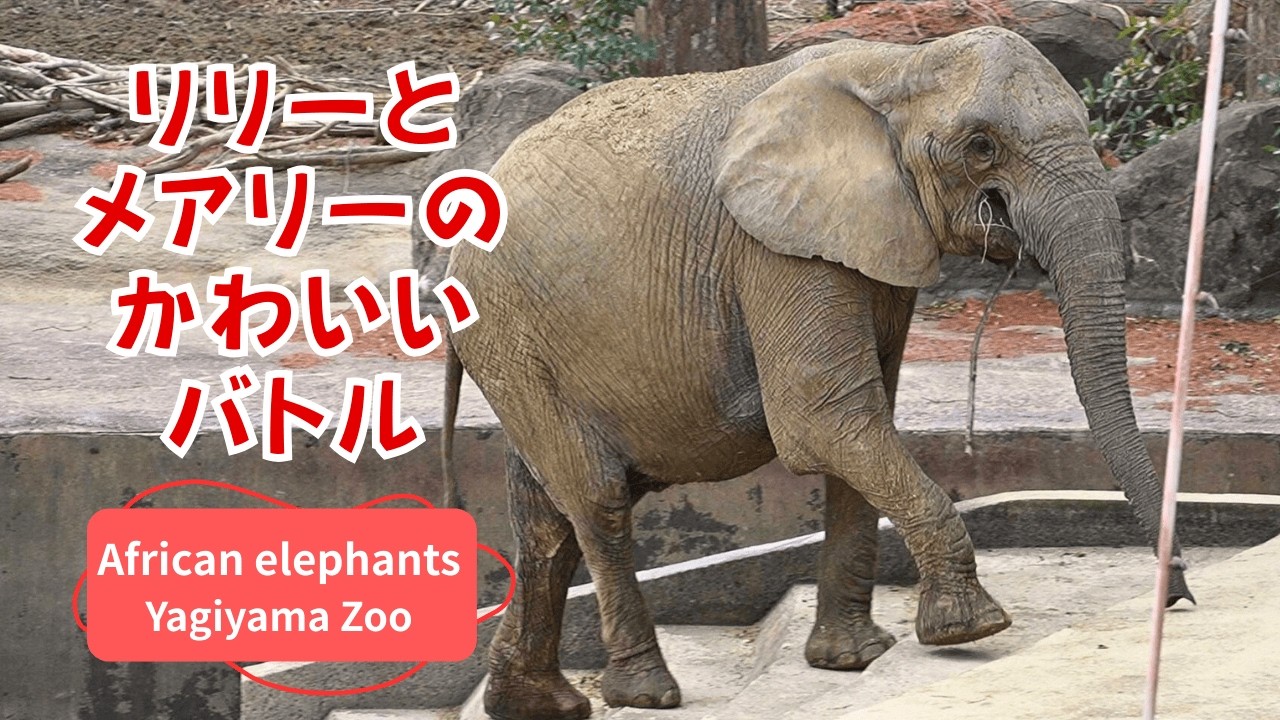 【アフリカゾウ 八木山動物公園】逃げるが勝ち！メアリーが来ない場所へ立ち去る賢いリリー