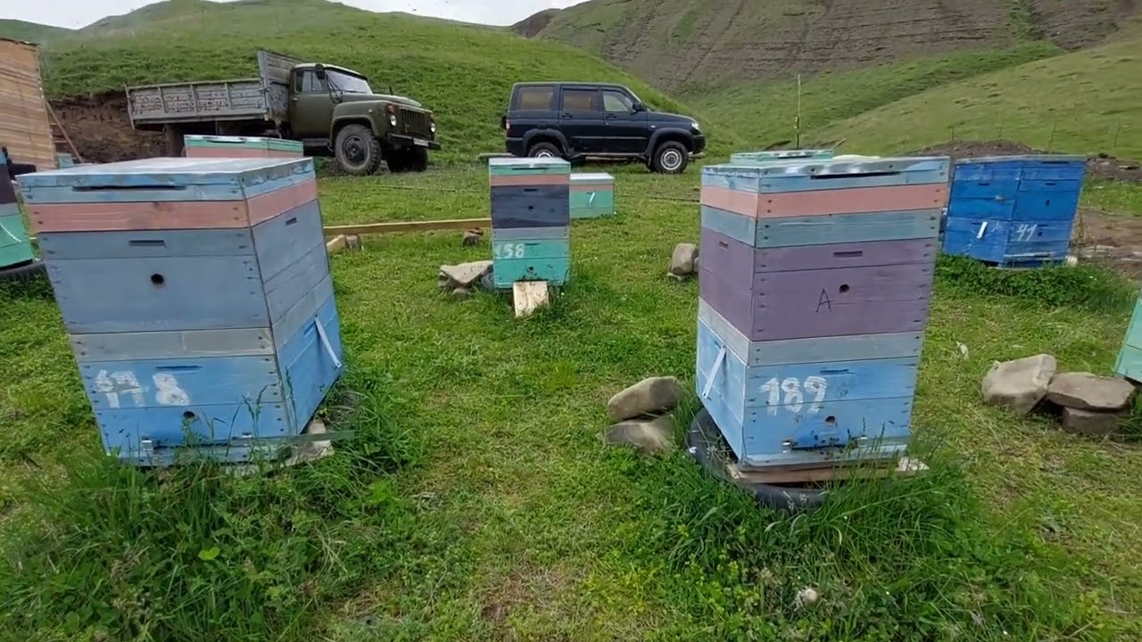 долина пчел в гельхене,горы дагестана,кавказская порода пчел.
