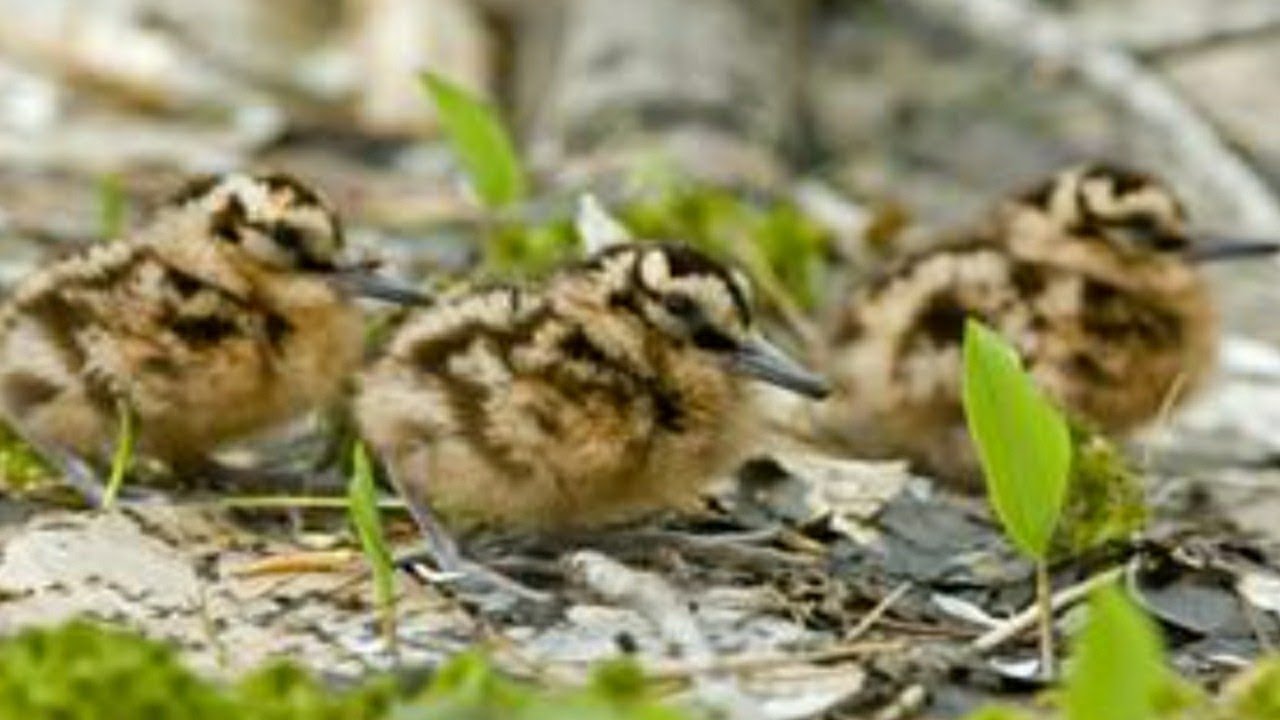 baby woodcock ||