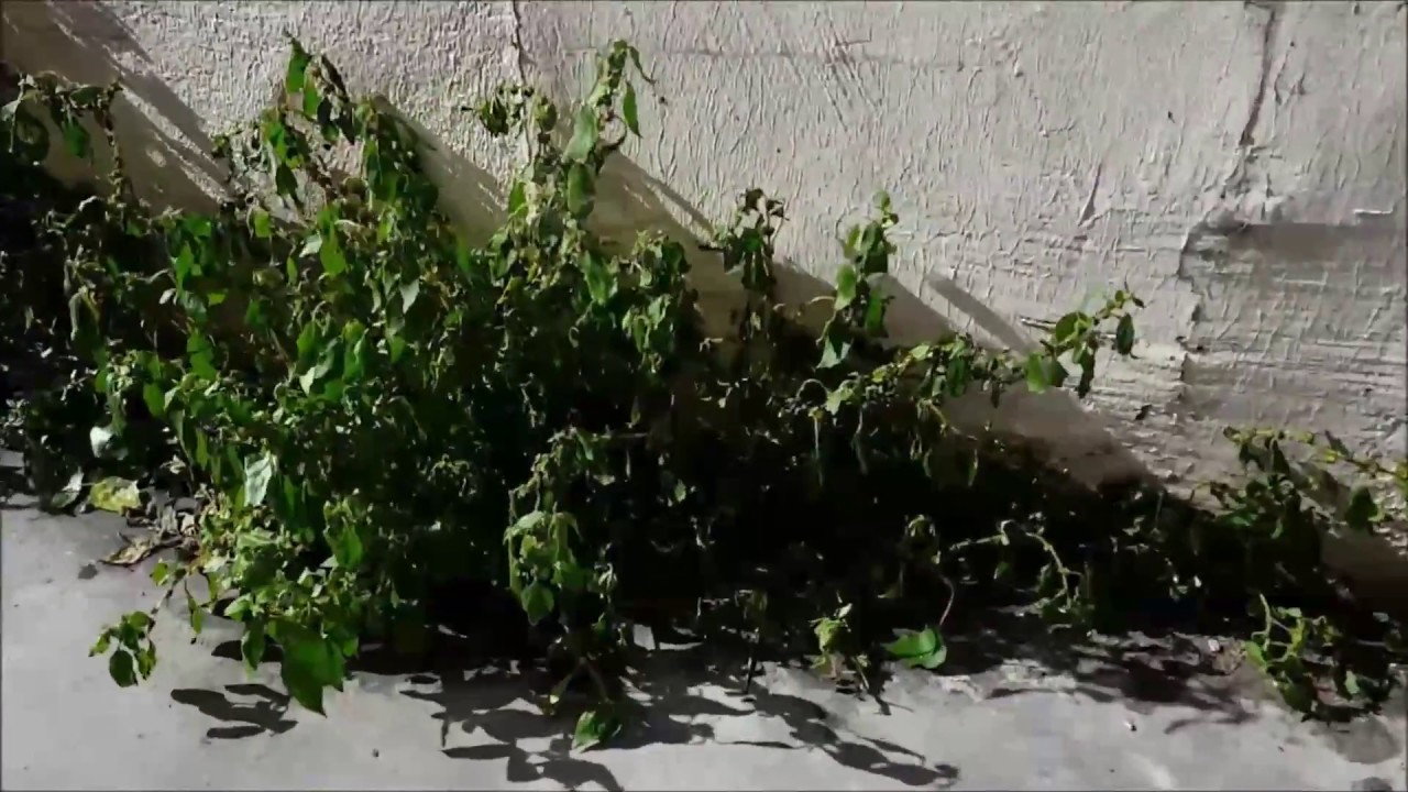 InProducts - urządzenie do odchwaszczania RIPAGREEN&reg;