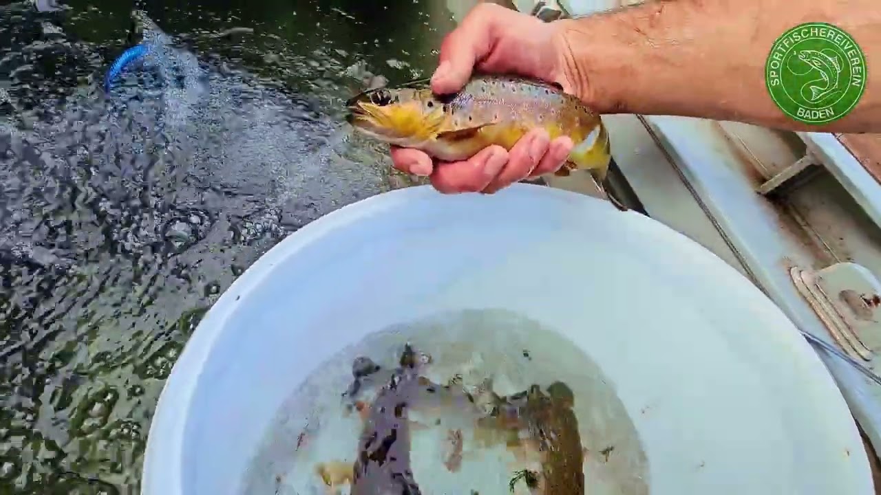 Fischrettung in Pernitz – Sportfischereiverein Baden unterstützt Essity bei Kanalstilllegung