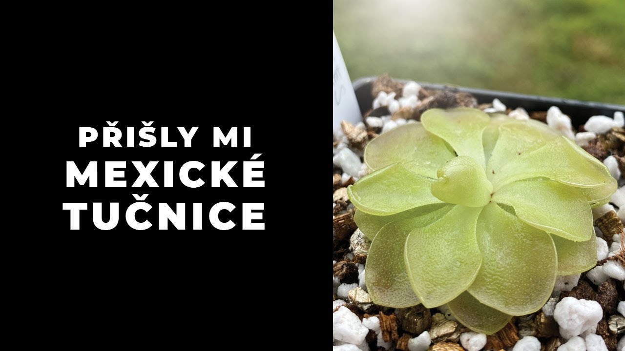 Přišly mi mexické tučnice + jaký substrát pro tučnice?
