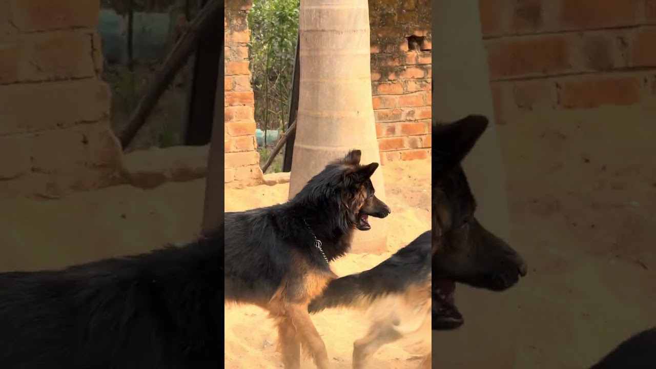 Aise Khelte Dogs Aapne Nahi Dekhe Honge ❤️😍🐶 l Long Video #cutedog #dogsplaying #kidsvideo 