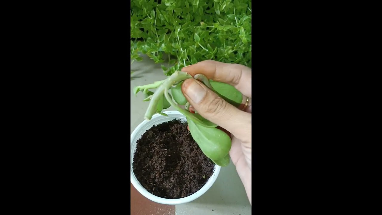 kleinia petraea 😍trailing jade/ creeping jade/weeping jade/ propagation//best hanging ☘️ plant