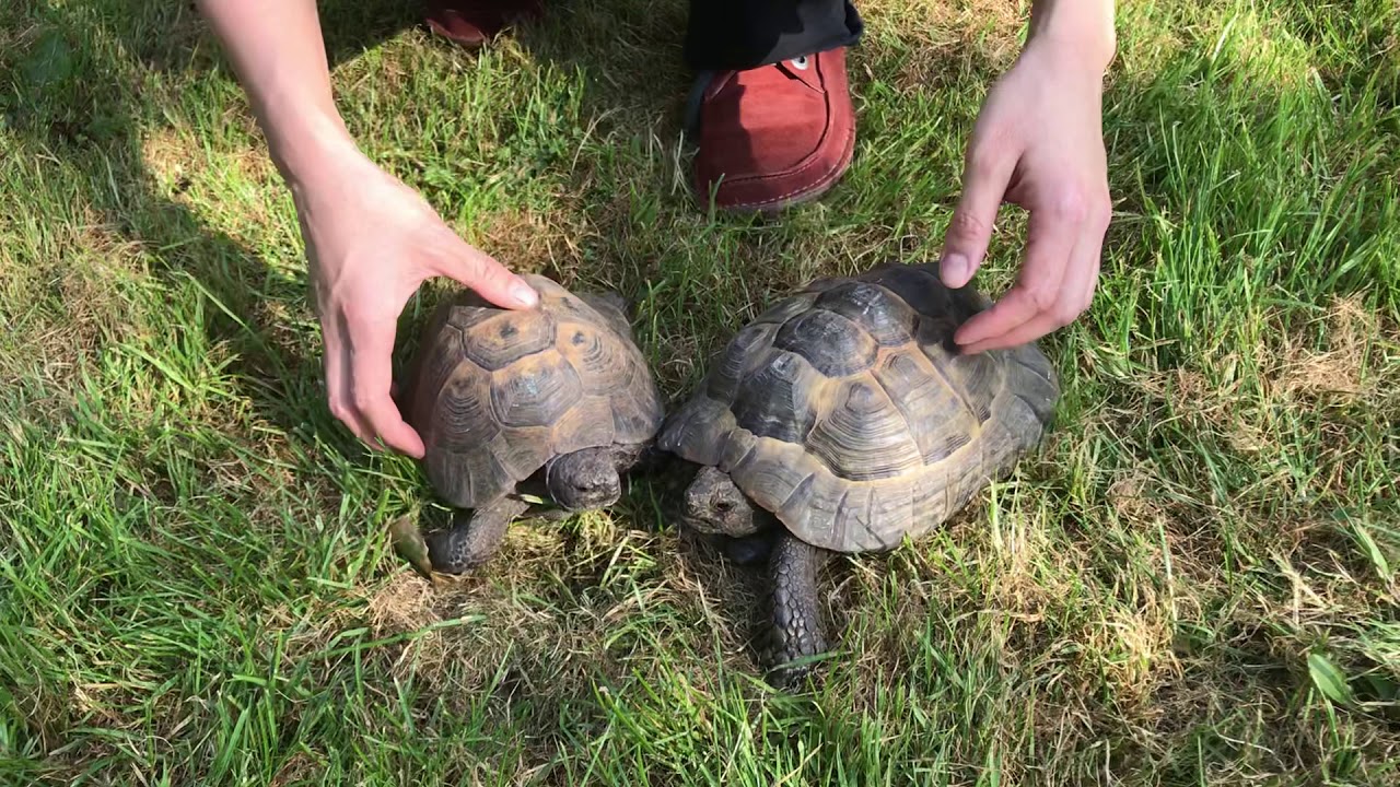 Identification Spur thigh tortoise  - turkish Ibera Male