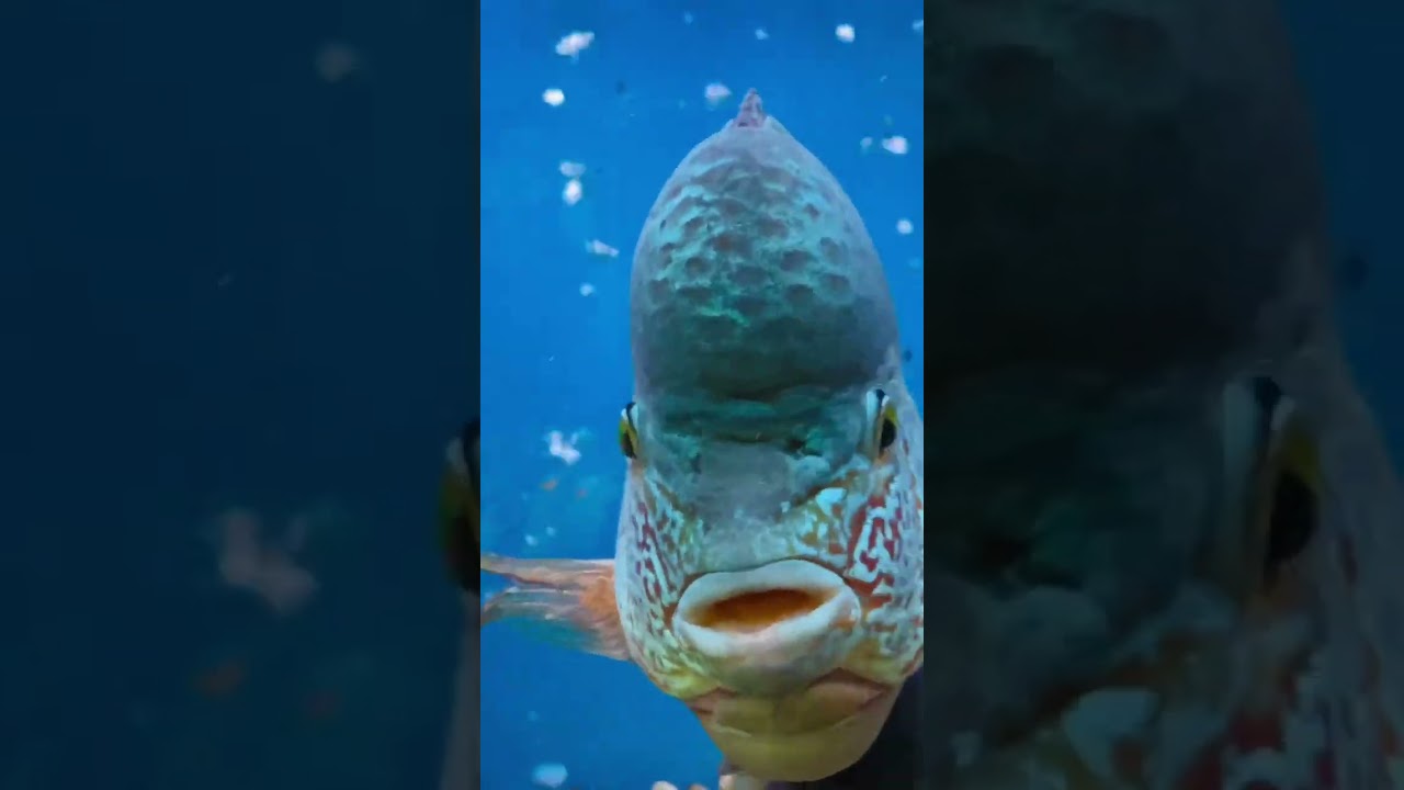 Colorful koi&rsquo;s #viral  #koi #shortsvideo