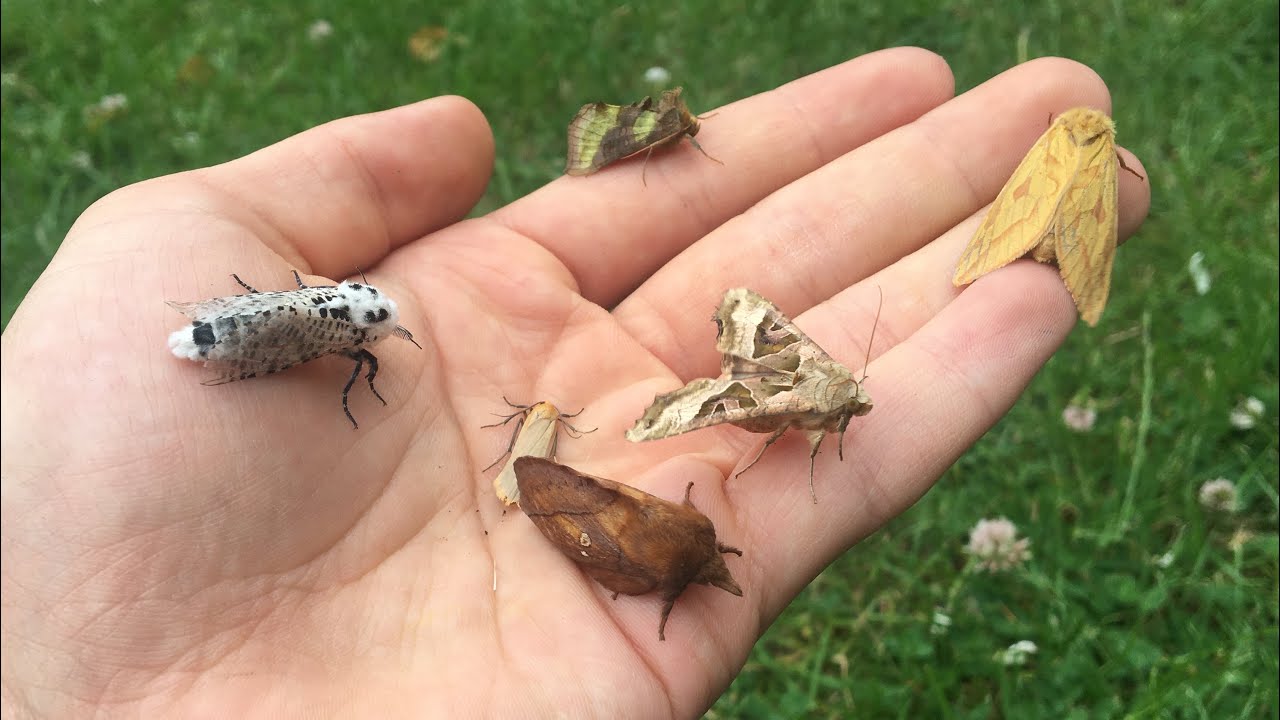 Moth trap June 27th 2025