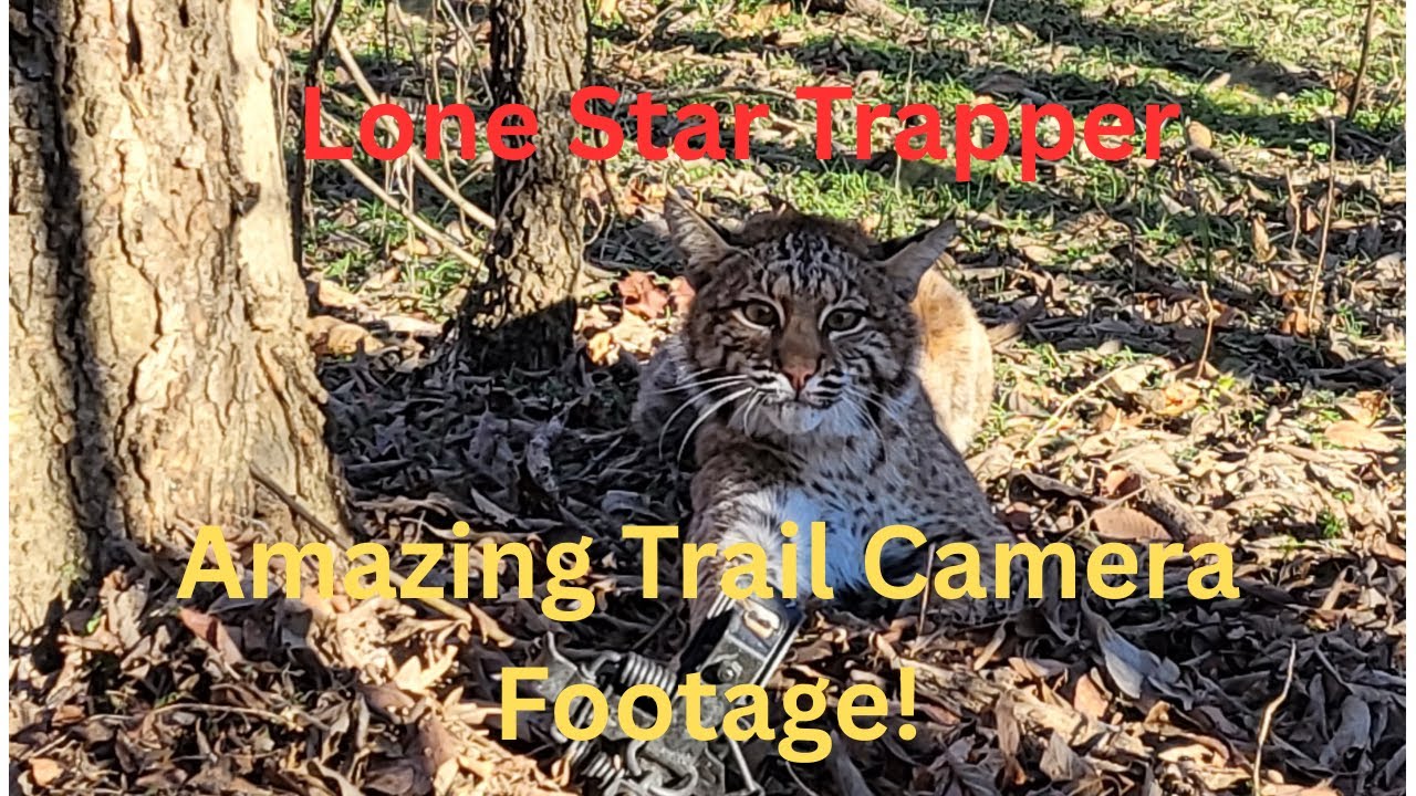 Trail Camera Footage