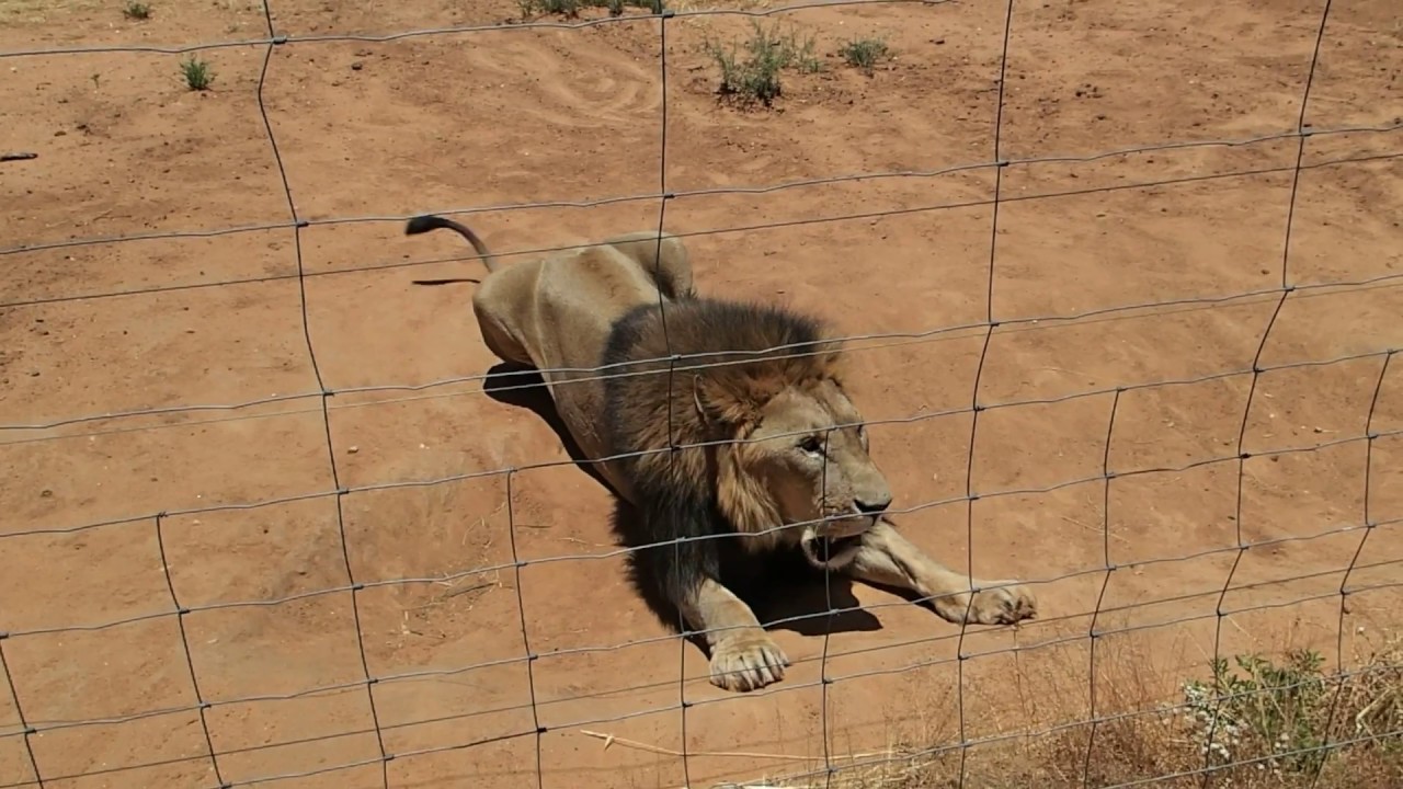 Lion jumps at feeding time, Na'an Ku Se wildlife sanctuary