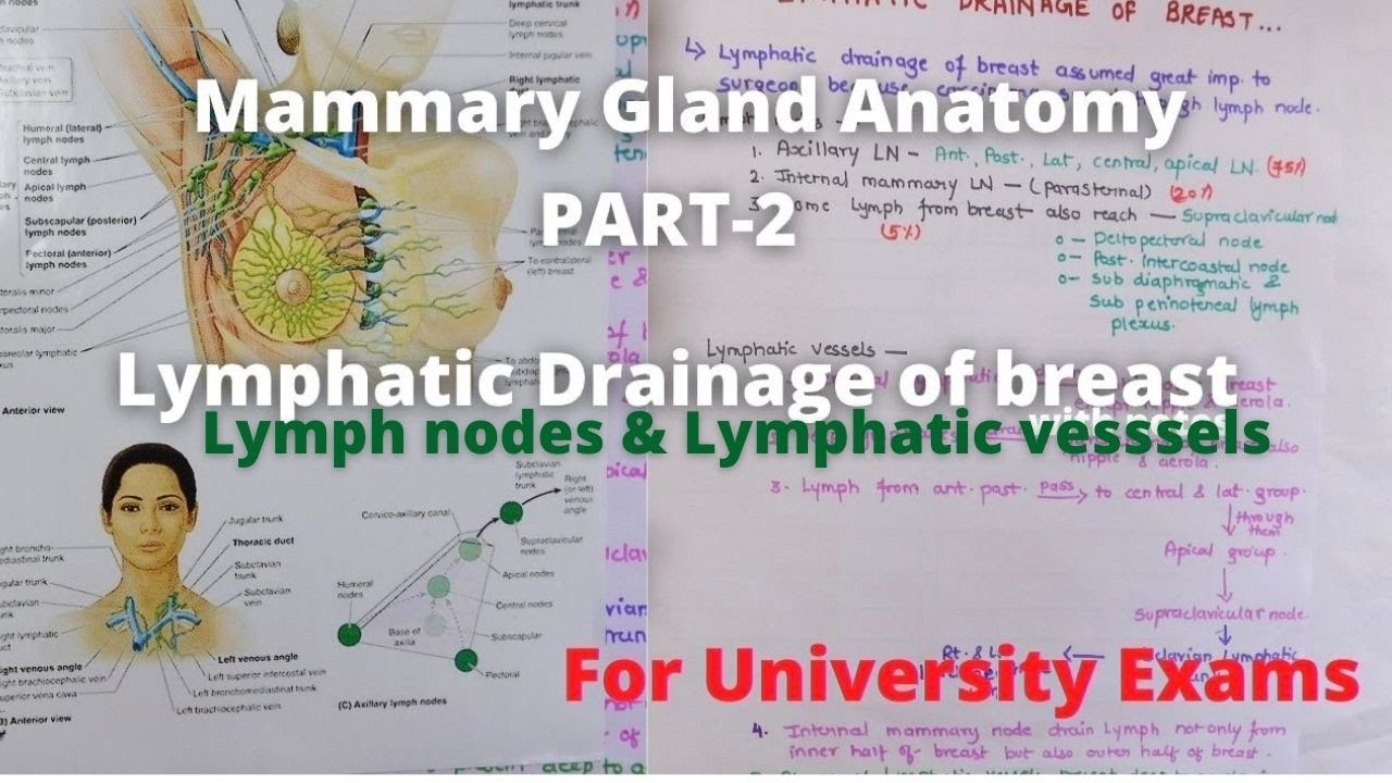 Lymphatic drainage of breast in hindi | Mammary gland lymphatic drainage anatomy in hindi