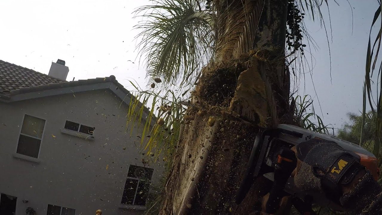 Queen Palm Trimming