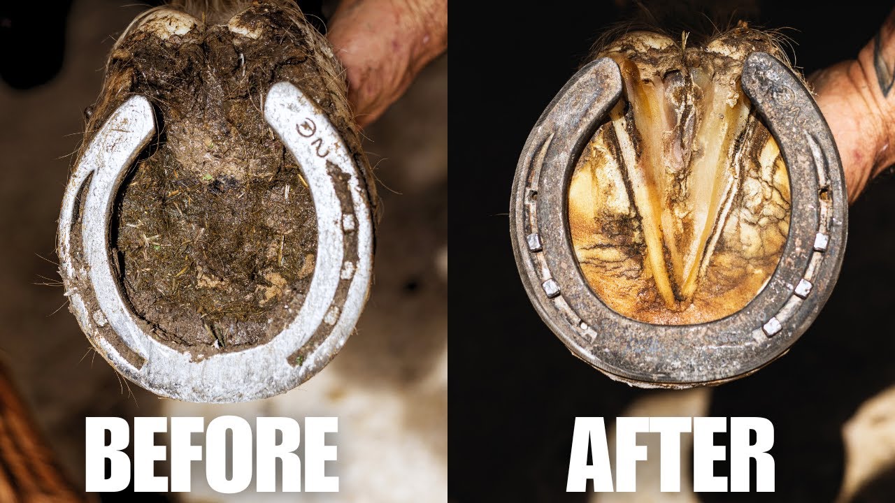 Satisfying Hoof Restoration | 4K FARRIER ASMR