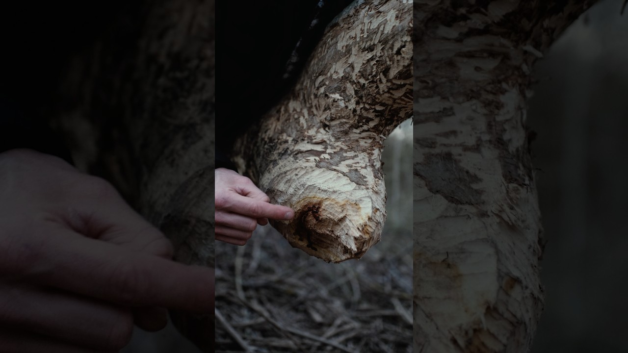 The sound of a beaver chewing a tree 🦫 #tree #science