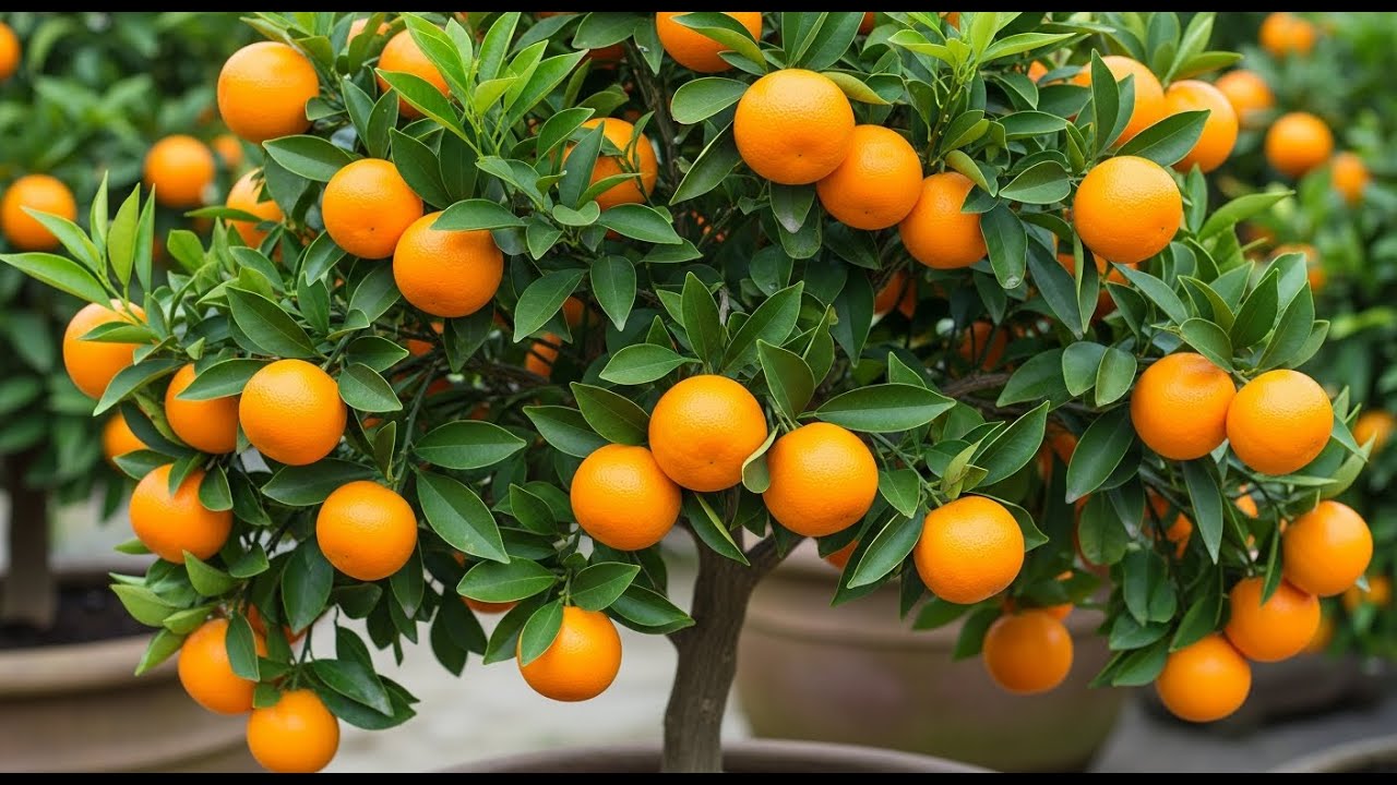 The EASY Way to Grow an Orange Tree from Seed (Quick Start Guide)