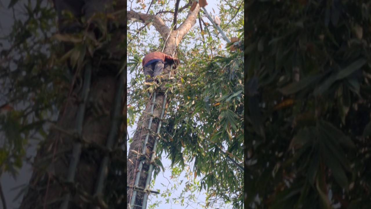 This man climb the tall tree after placing a bamboo ladder #viralvideo