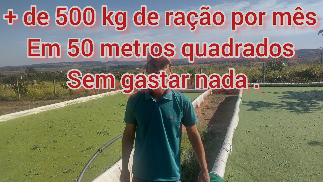 500 kg de alimentos por mês ,para peixes e galinhas a custo zero