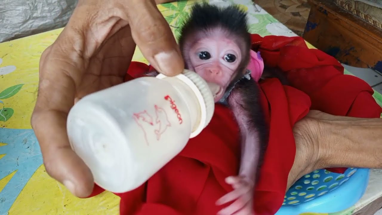 Very cute.Newborn Red Monkey Niki drinks milk.1 week old Niki #newbornmonkey