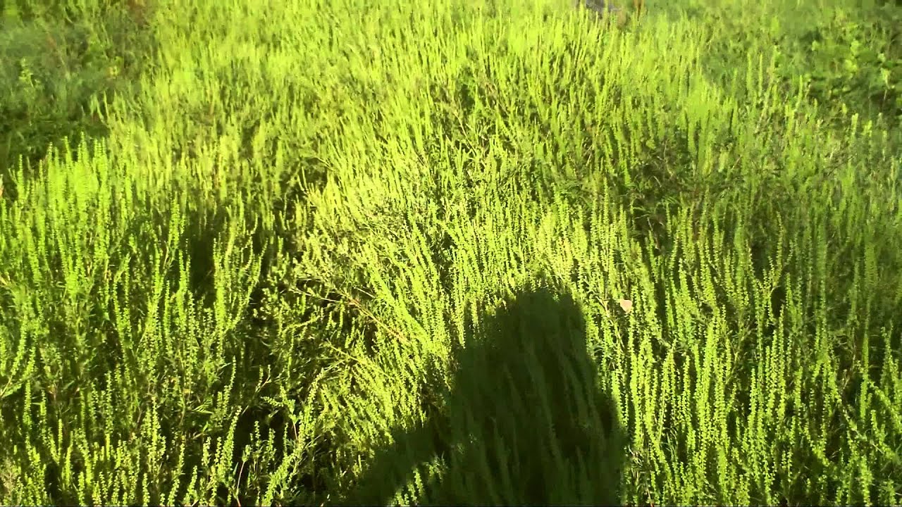 Parcul din s. Hirbovat