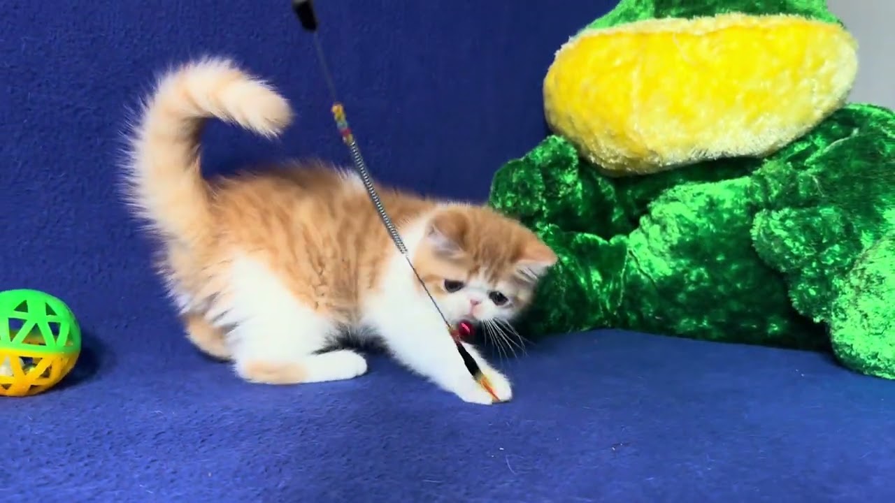 Exotic Shorthair Red White Male kitten of Majestymeow Cattery!