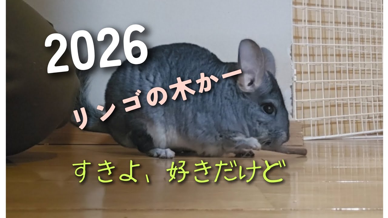 チョコの日々日記　　　　　　　　　　　　今年もほんわか日々日記