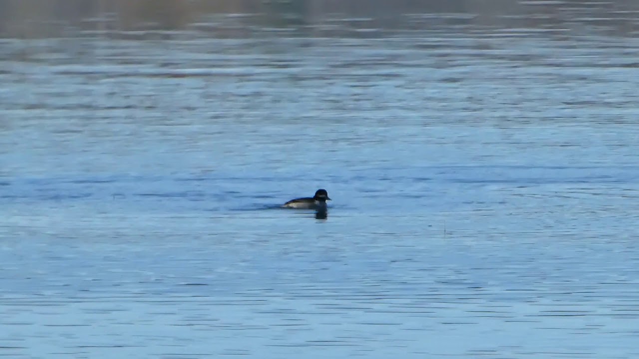 Funny Little Ducks on Crystal Lake in Mid-December 2018