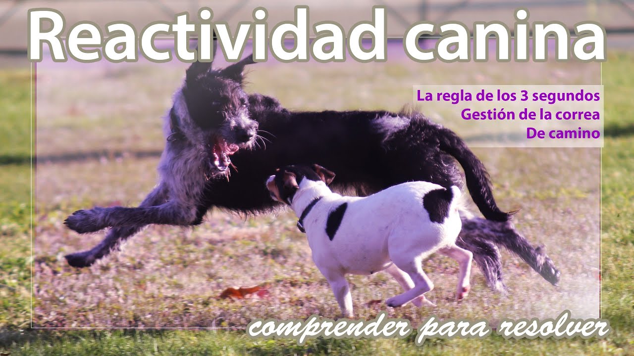 Reactividad Canina- La regla de los 3 segundos, gestión de la correa, adaptación al entorno.
