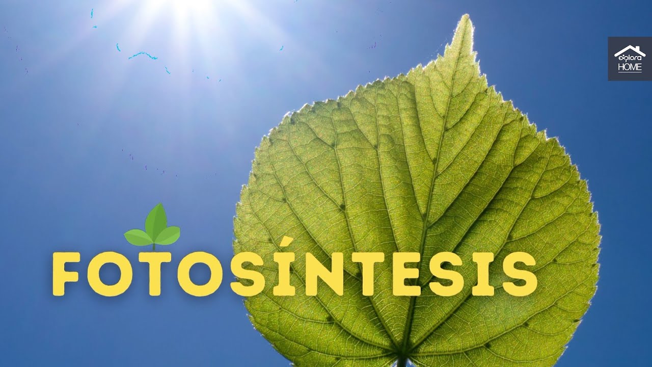 Cómo funciona la fotosíntesis // Experimentos científicos para realizar en casa