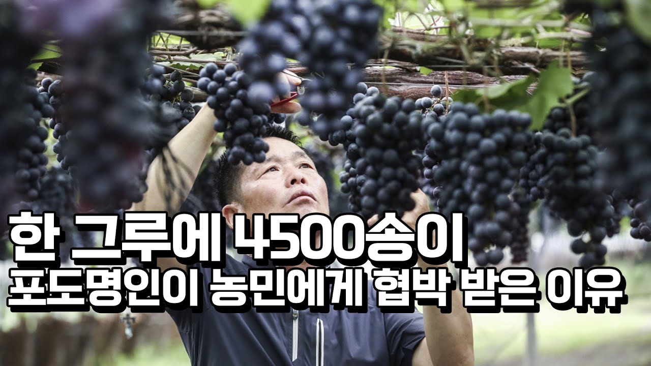 샤인머스켓 시세가 폭락해도 4500송이 포도 명인이 걱정 없는 이유