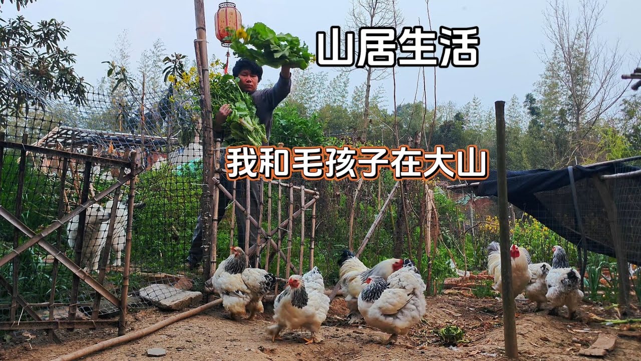 （391）带无家可归狗狗大山独居七年，大白菜开花了，割一点喂鸡
