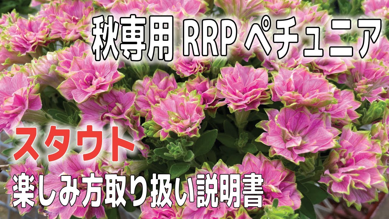 秋専用ペチュニアRRPスタウト、年内楽しんで翌年豪華に咲かせる楽しみ方です