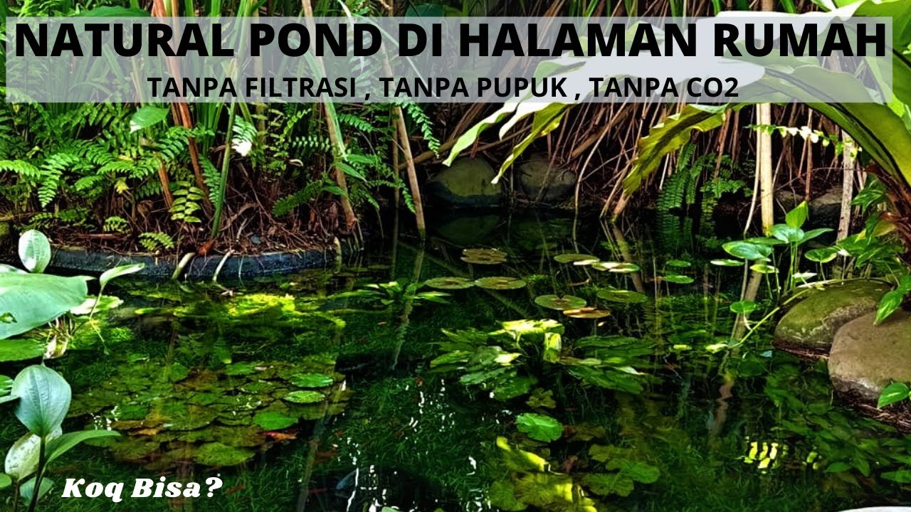 KOLAM MIRIP SUNGAI ASLI DI DEPAN RUMAH, TANPA FILTRASI,TANPA PUPUK, TANPA CO2 , KOLAM TER GILA !!!